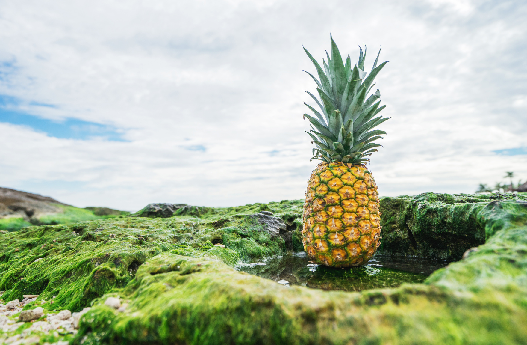Yellow Pineapple